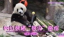 熊猫爆料在哪看直播视频,精彩瞬间等你来观